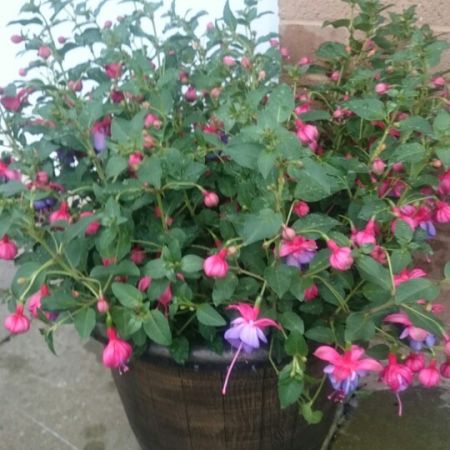FUCHSIA (Bush) Heidi Anne