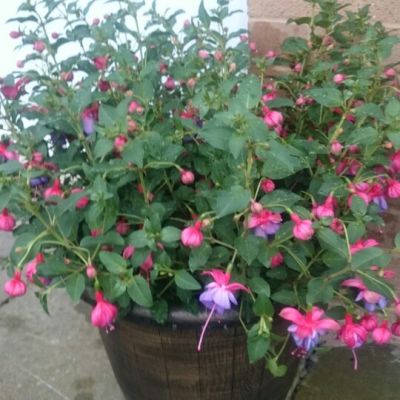 FUCHSIA (Bush) Heidi Anne