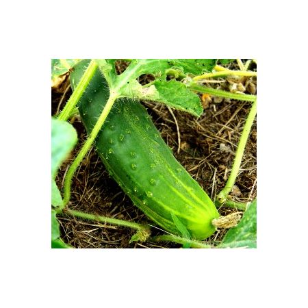 GARDKIT CUCUMBER F1 PEPINEX/FE