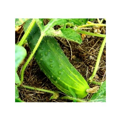GARDKIT CUCUMBER F1 PEPINEX/FE