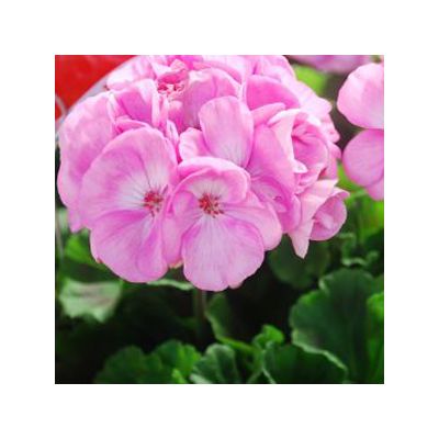Geranium Indigo Sky - image 2