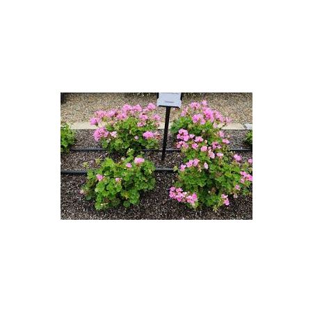 Geranium Indigo Sky - image 1