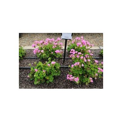 Geranium Indigo Sky - image 1