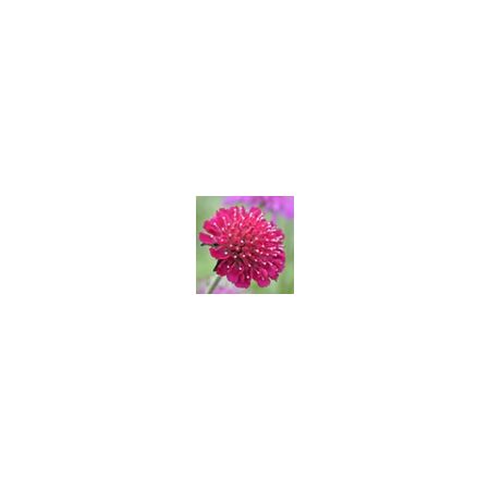 Knautia 'Red Knight' 3 LTR Description