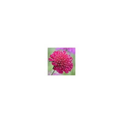 Knautia 'Red Knight' 3 LTR Description