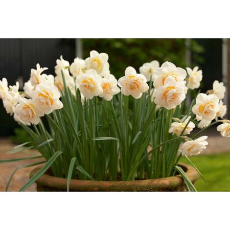 Narcissus Bridal crown