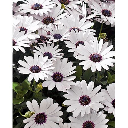 OSTEOSPERMUM FELIX