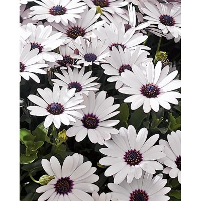 OSTEOSPERMUM FELIX