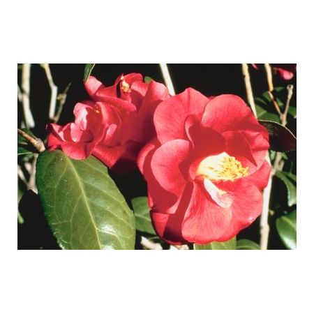 PLANTLIN CAMELLIA NIKISI KERIN