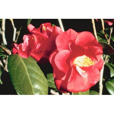 PLANTLIN CAMELLIA NIKISI KERIN