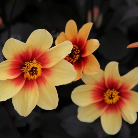 Ts Dahlia Sunshine