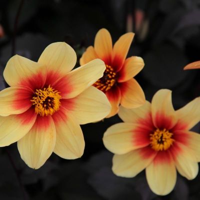 Ts Dahlia Sunshine