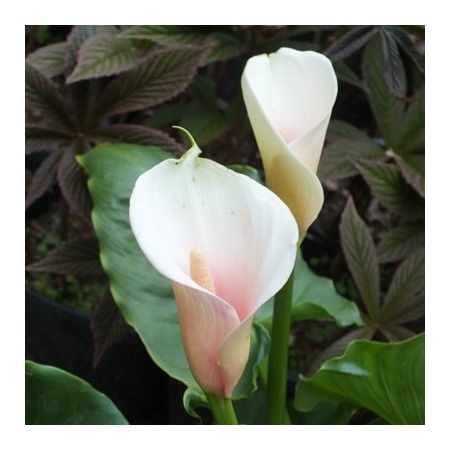 Zantedeschia 'Kiwi Blush'  standard description *********