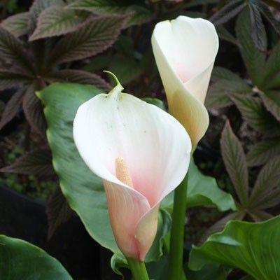 Zantedeschia 'Kiwi Blush'  standard description *********